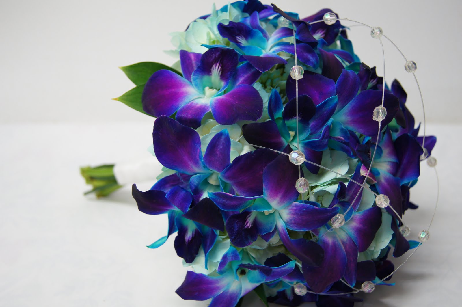 Orchid Dendrobium Blue